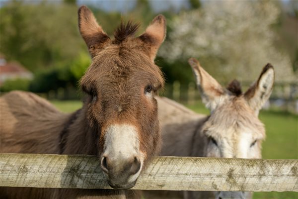 Donkeys